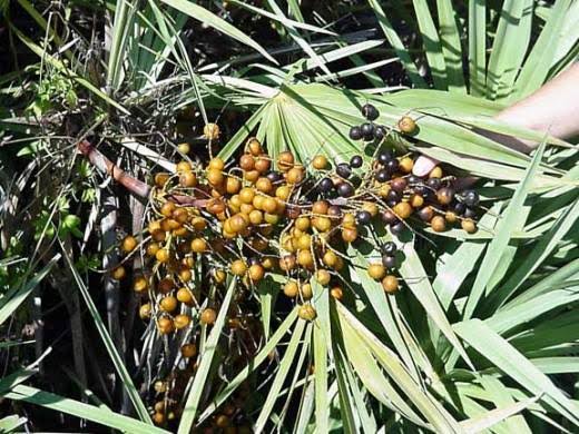 Saw Palmetto Kullanıcı Yorumları.jpeg