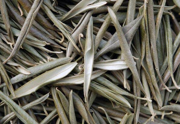 Zeytin yaprağı çayı faydaları ve zararları.jpeg